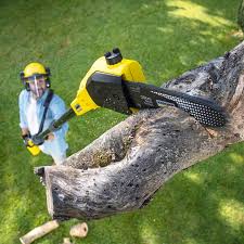 Trusted Eureka, CA Tree Removal and Landscaping Services Experts